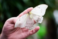 /album/fotogalerie-papilonia-motyli-dum-praha/i-motyl-morpho-polyphemus-muze-priletet-aby-se-s-vami-seznamil-zblizka-jpg/